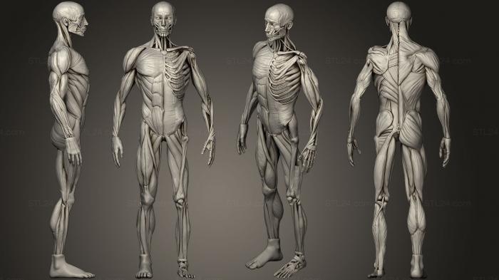 Анатомия скелеты и черепа (Ecorche, ANTM_0408) 3D модель для ЧПУ станка